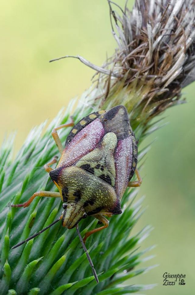 Pentatomidae: Carpocoris mediterraneus mediterraneus